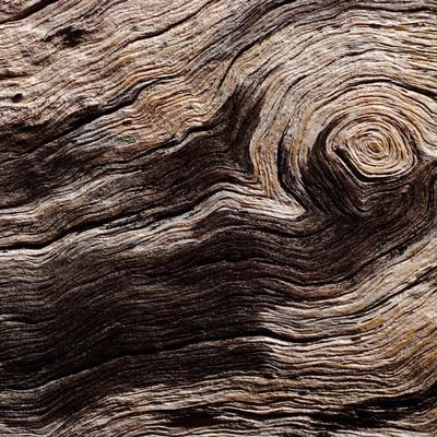 Cover image for research topic "Exploring Wood Structure and Tree-Ring Dynamics in Ecological Research"