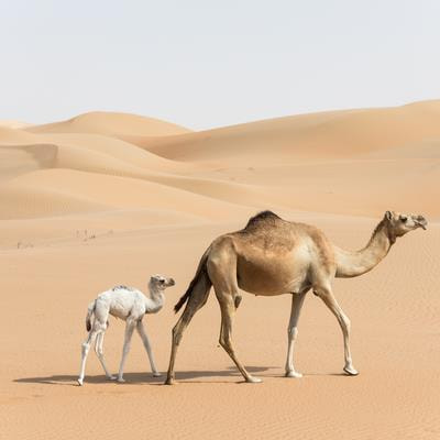 Cover image for research topic "Camelid Farming, Production, Reproduction, Health, and Welfare"
