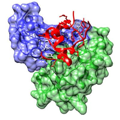 Cover image for research topic "Current Perspectives on Insulin-like Growth Factor Binding Protein (IGFBP) Research"