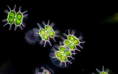 Cover image for research topic "Progress in Microalgae Research, 2024: Freshwater Microalgae"