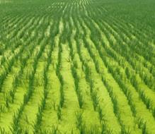 Cover image for research topic "Agricultural Planting Improvement and Risk Control"