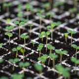 Cover image for research topic "Use of Biostimulants in Beneficial Plant-Microbe Interactions"