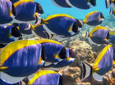 Cover image for research topic "Ocean Sustainability Science and Marine Protected Areas"