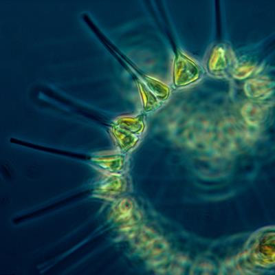 Cover image for research topic "Marine Microalgae: from Biodiversity to Biotechnology"