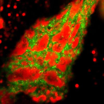 Cover image for research topic "The Role of PPARgamma in Immune Homeostasis"