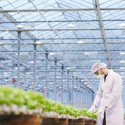 Cover image for research topic "Plant Molecular Farming for Biopharmaceutical Production and Beyond"