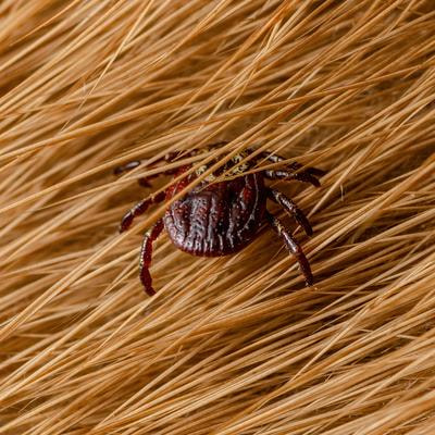 Cover image for research topic "Innovative Strategies for Identifying and Controlling Insect Vectors in Public Health"