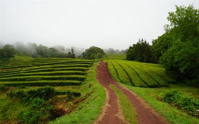 Cover image for research topic "Microorganisms in Tea and Tea Beverages"