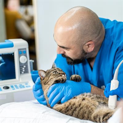 Cover image for research topic "The Integration of Clinical Veterinary Anatomy and Diagnostic Imaging"