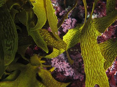 Cover image for research topic "Impacts of Climate Change on Seaweeds"