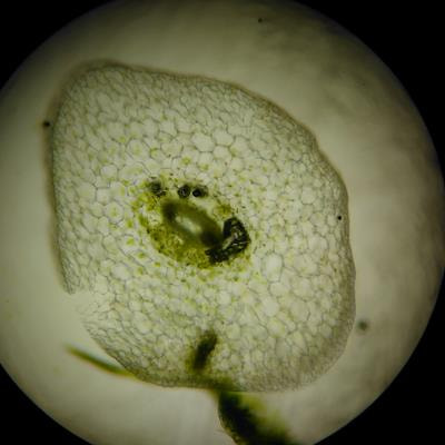 Cover image for research topic "Advanced Imaging in Plants: Exploring Development and Function"