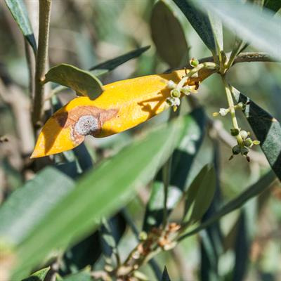 Cover image for research topic "Abiotic and Biotic Stress Responses of Olive Trees Under Climate Change"