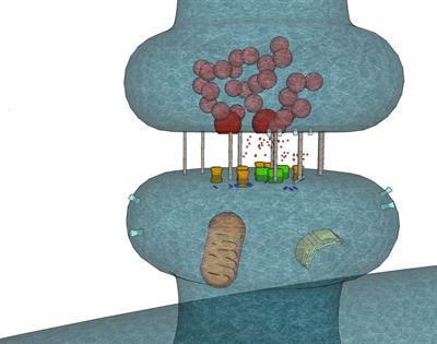Cover image for research topic "Influence of Inter- and Intra-Synaptic Factors on Information Processing in the Brain"