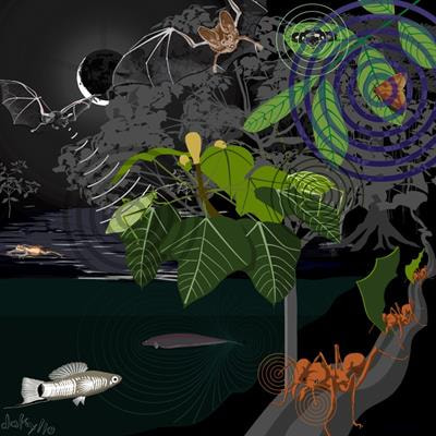 Cover image for research topic "How Enemies Shape Communication Systems: Sensory Strategies of Prey to Avoid Eavesdropping Predators and Parasites"