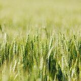 Cover image for research topic "Improving Yield and Quality of Cereal Crops: Exploring and Utilizing Genes for Green and Efficient Traits"