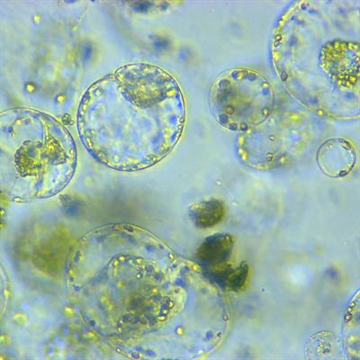 Cover image for research topic "Engineering Future Crops Through Genome Editing"