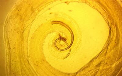 Cover image for research topic "Helminthosis: Immuno-pathology and Anthelmintic Vaccines"