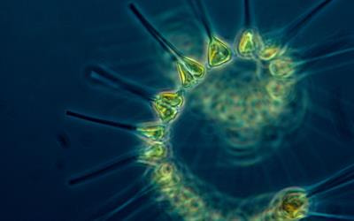Cover image for research topic "Advances in Ecological Stoichiometry"