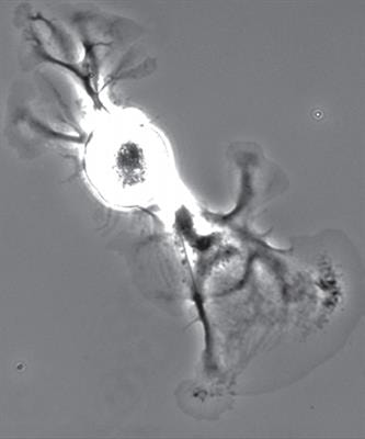 Cover image for research topic "Neuronal Mechanics and Transport (Part 2)"