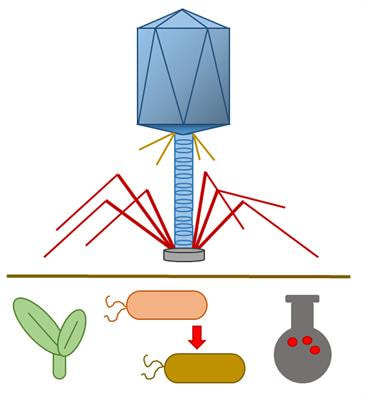 Cover image for research topic "Environmental Bacteriophages: from Biological Control Applications to Directed Bacterial Evolution"