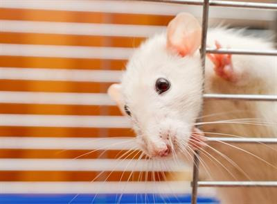 Cover image for research topic "Environmental Enrichment: Enhancing Neural Plasticity, Resilience, and Repair"
