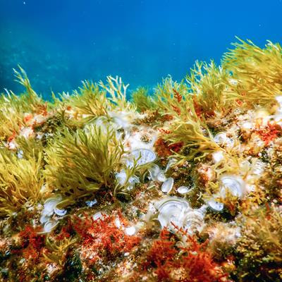 Cover image for research topic "Harnessing Marine Biodiversity for Novel Antimicrobial Agents Against Multidrug-Resistant Pathogens"