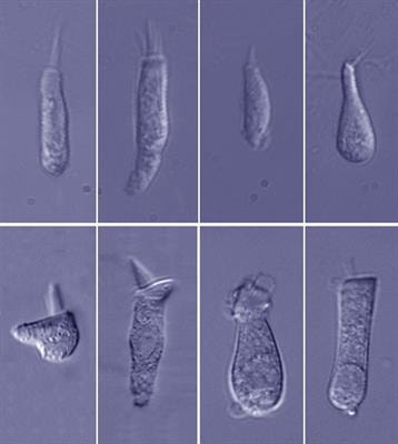 Cover image for research topic "Hair Cells: From Molecules to Function"