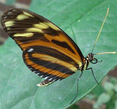Cover image for research topic "Insect Olfactory Proteins (From Gene Identification to Functional Characterization)"