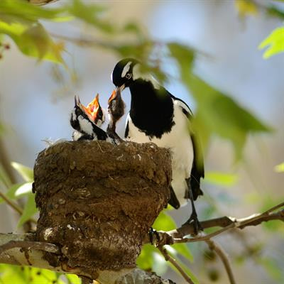 Cover image for research topic "Rising Stars in Avian Physiology: 2024"