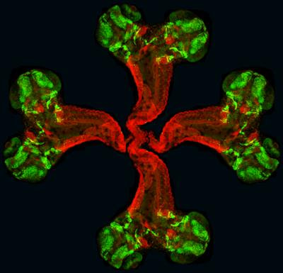Cover image for research topic "Zebrafish in Development and Disease"