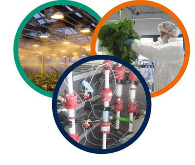 Cover image for research topic "Plants and Plant-Based Processes for a Sustainable Biomanufacturing Economy"