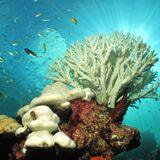 Cover image for research topic "Endocrine Disruption in Marine Species: Unraveling Pollution and Climate Change Effects"
