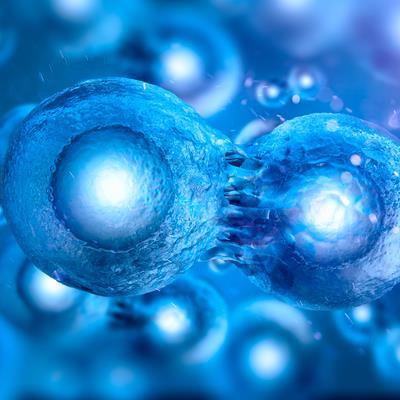 Cover image for research topic "Editors' Showcase 2024: Insights in Embryonic Development"