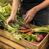 Cover image for research topic "The Role of Foods, Diet, and Dietary Patterns in the Prevention and Management of Diabesity"