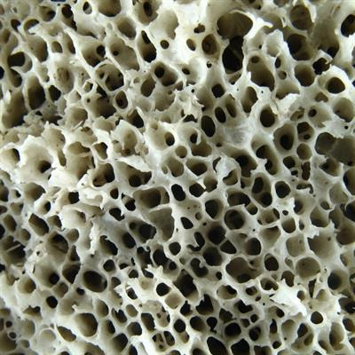 Cover image for research topic "Phosphate handling: from cells to human"