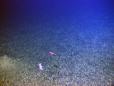Cover image for research topic "Biogeochemical Cycling and Depositional Processes of Critical Metals in the Deep Sea and Their Constraints on Global Changes"