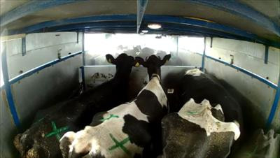 Cover image for research topic "Animal Transport and Related Management"