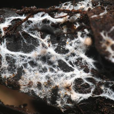 Cover image for research topic "Mechanisms Behind Stress Tolerance Induced by Mycorrhizal Symbioses"