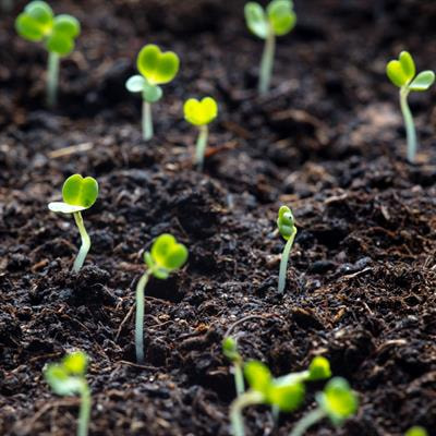 Cover image for research topic "Recent Advances in Big Data, Machine, and Deep Learning for Precision Agriculture, Volume II"