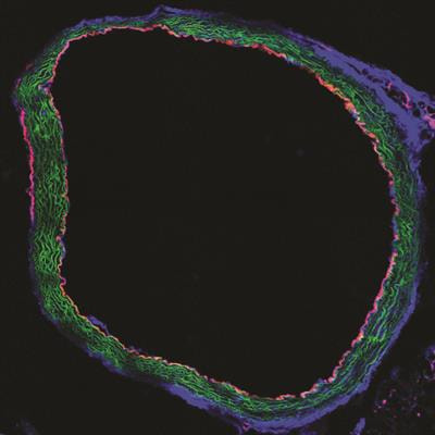 Cover image for research topic "Axonal Guidance Molecules in Mature Vascular Biology"