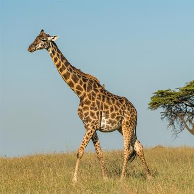 Cover image for research topic "The Paradox of Generalism"