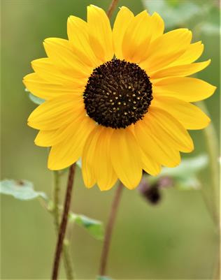 Cover image for research topic "Ethnopharmacological Studies for the Development of Drugs with special reference to Asteraceae, Volume I"