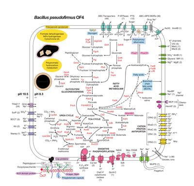 Cover image for research topic "For The Future of Alkaliphiles: 50th Anniversary Year Since the Rediscovery of Alkaliphiles by Dr. Koki Horikoshi "