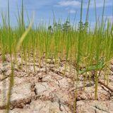 Cover image for research topic "Plant-Soil-Microbial Interactions in Arid Areas"