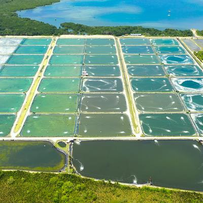 Cover image for research topic "Innovative Approaches to Modulate Fish Gut Microbiota for Disease Management in Aquaculture"