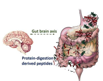 Cover image for research topic "Neuroendocrine Actions of Protein Digestion-derived Peptides"