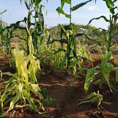 Cover image for research topic "Addressing climate change in agriculture and natural resources with a focus on adaptation and extreme events"