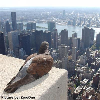 Cover image for research topic "Partitioning the Effects of Urbanization on Biodiversity: Beyond Wildlife Behavioural Responses to a Multilevel Assessment of Community Changes in Taxonomic, Functional and Phylogenetic Diversity "