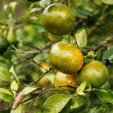 Cover image for research topic "Fruit Trees Under Stress: Physiological, Biochemical, and Molecular Mechanisms"