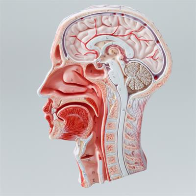 Cover image for research topic "Pathophysiology and Therapeutic Strategies for Oral and Head and Neck Cancers"